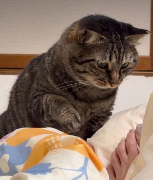 足を見つめる猫