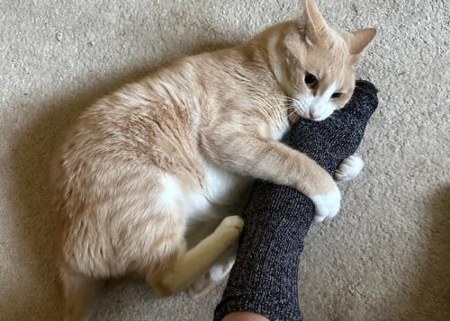 飼い主の足をける猫