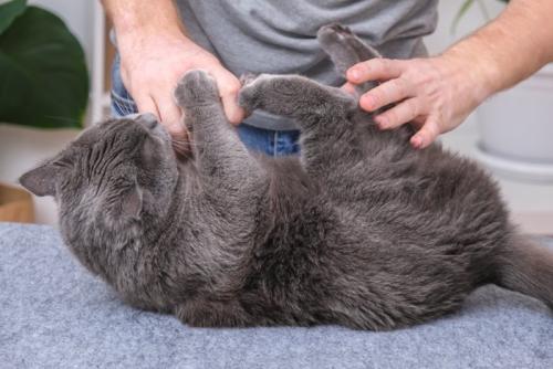 飼い主に猛攻撃する猫
