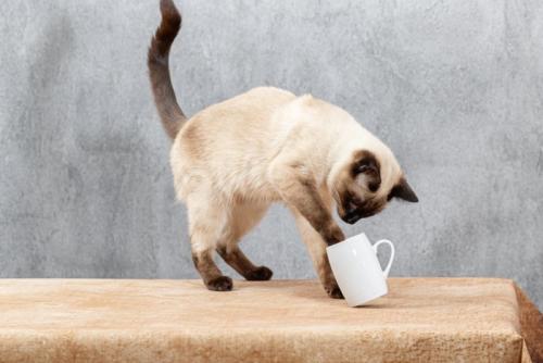 マグカップを落とそうとしている猫