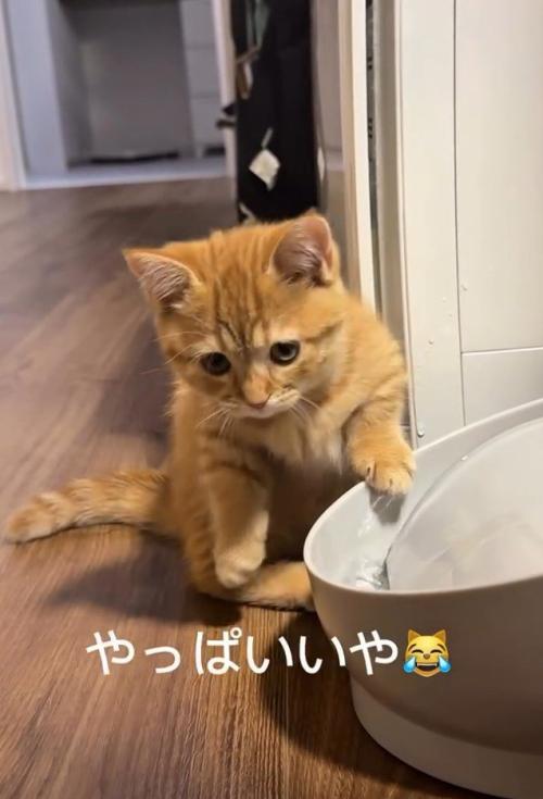 「やっぱいいや」と書かれた写真