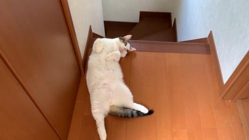 階段の入り口で寝転ぶ猫