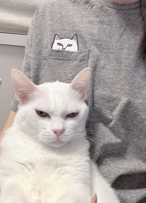 飼い主の服に書かれている猫のイラストとそっくりな表情をしている猫