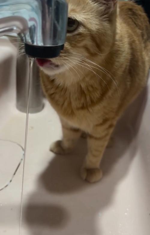 上を見る猫