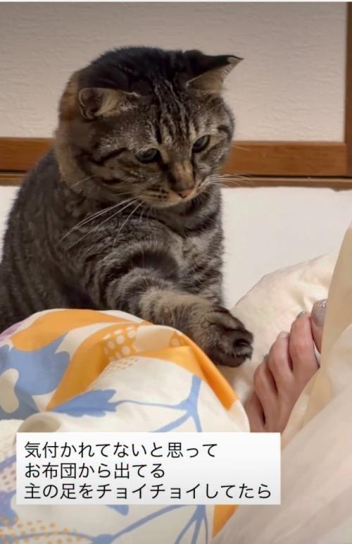 足を見つめる猫