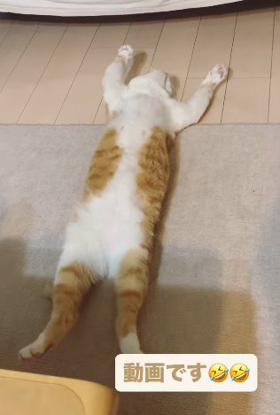 同じ体勢を保ち続ける猫