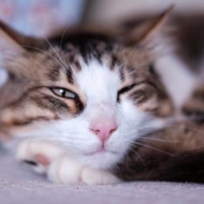 猫が『自分のかわいさを理解してる』と思う行動4つ あざとく感じる仕草の意味や心理とは