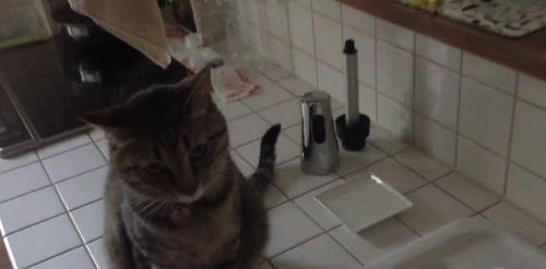 シンクの横に座って飼い主を待つキジトラ猫