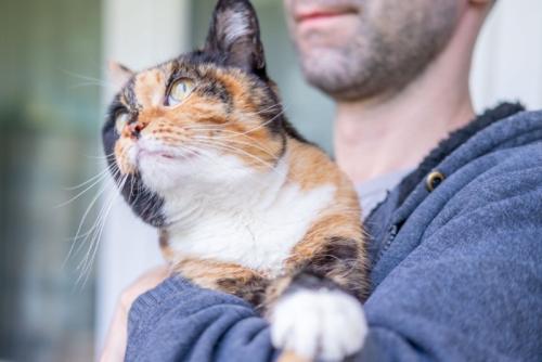 男性に抱かれる猫