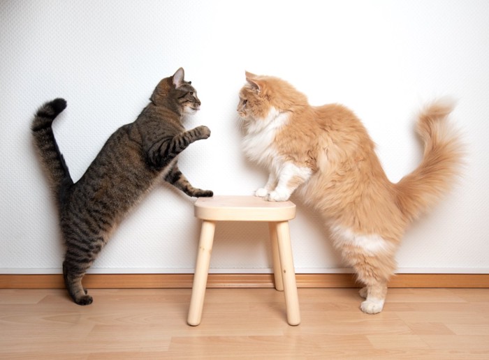 猫にとっては迷惑な『飼い主の勘違い』5つ　よかれと思っても逆効果に？避けるべき理由も解説