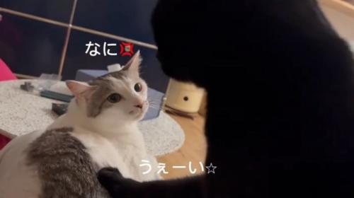 構ってほしい猫