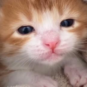 保護されたばかりの赤ちゃん猫→小さな口を開けて…『まさかの行動』が可愛すぎると107万再生「とんでもない破壊力w」「なでなでしたい」