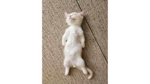 寝ている子猫