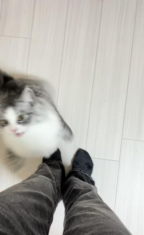飼い主さんの足に飛び付こうとするサイベリアン