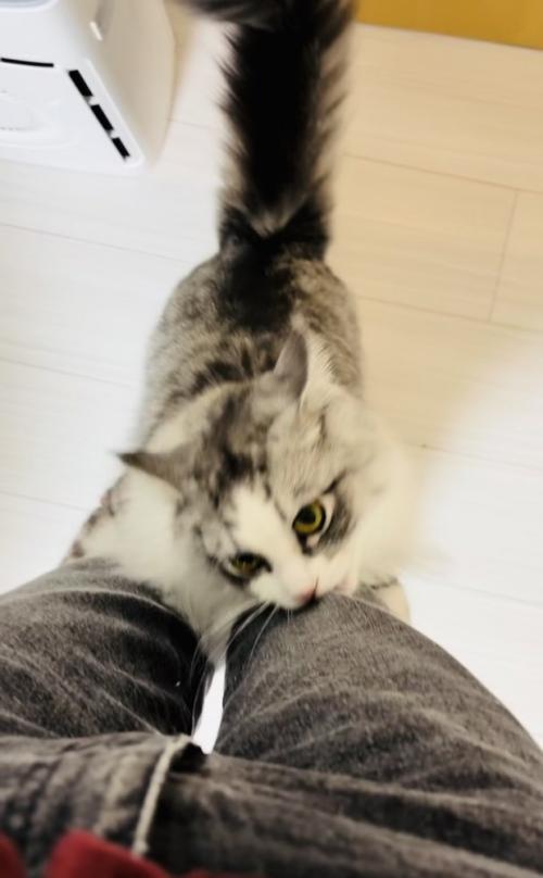 飼い主さんの足に飛び付いてジーンズを噛むサイベリアン