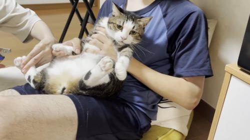 キジ白猫ちゃん(抱っこ)