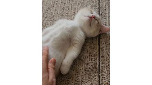 寝ている子猫