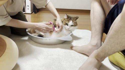 アルミの猫鍋ベッドに寝そべる長毛猫ちゃん(右前足を掴まれている)