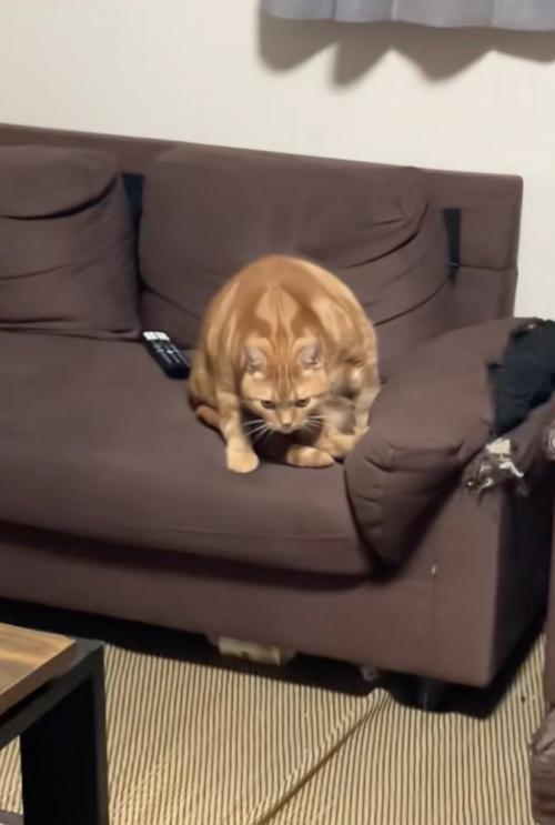 こちらを睨みつける猫