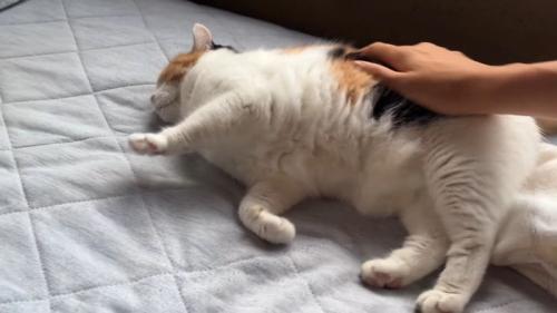 お腹をなでなで