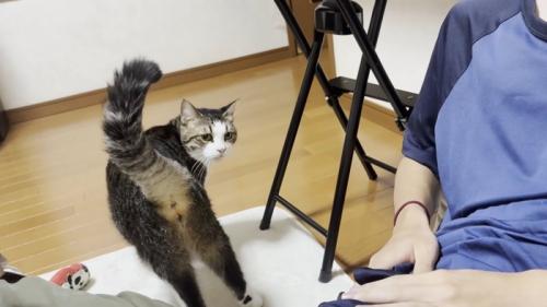 キジ白猫ちゃん(振り向きポーズ)