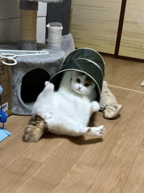 トンネルのおもちゃに入って足を大きく広げる猫