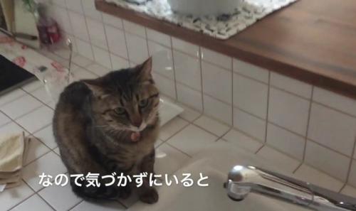 キッチンのシンク脇に座るキジトラ猫