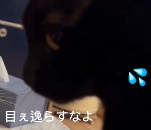 目をそらす猫