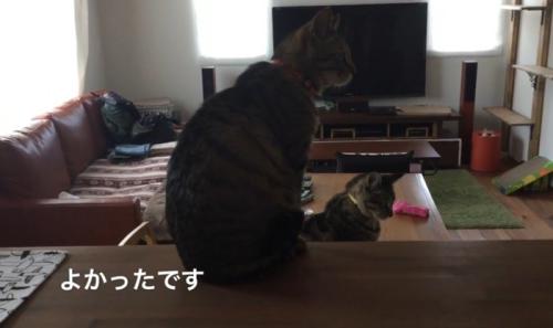 座っている2匹のキジトラ猫