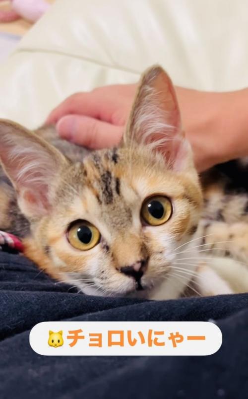 飼い主さんに撫でられる子猫