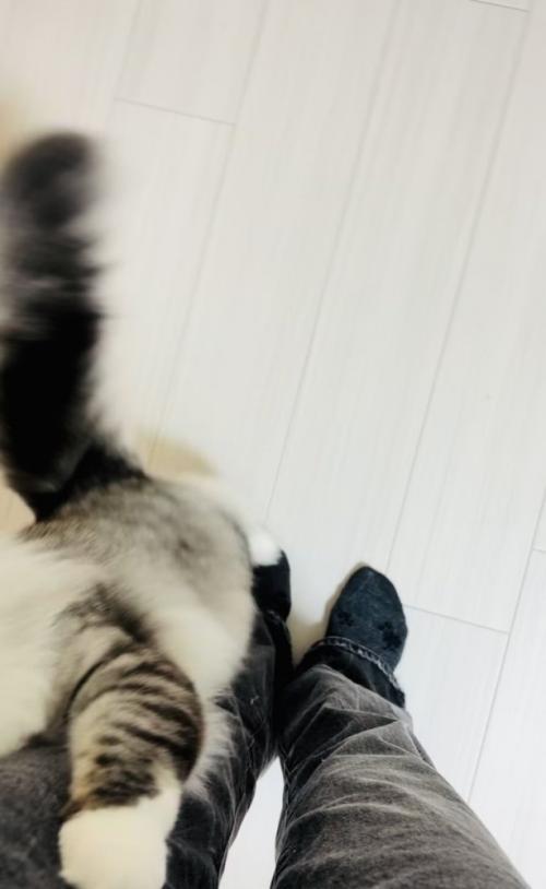 飼い主さんの足に飛び付くサイベリアン