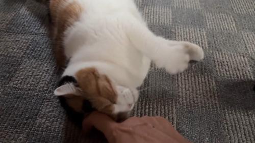 床でゴロン