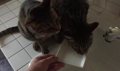 お皿から顔を上げたキジトラ猫とまだ水を飲んでいるキジトラ猫