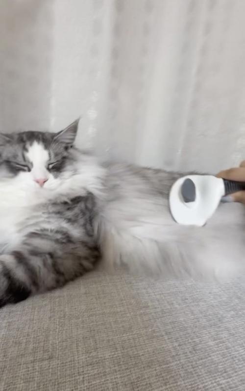飼い主さんにブラッシングされるサイベリアン