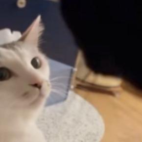 姉猫にかまってほしい弟猫が『ちょっかい』をかけた結果…「目つきが変わったww」まさかの展開に「怖い怖いw」「圧が凄いw」と19万再生