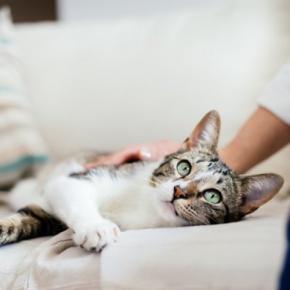 猫にとっては迷惑な『飼い主の勘違い』5つ よかれと思っても逆効果に?避けるべき理由も解説