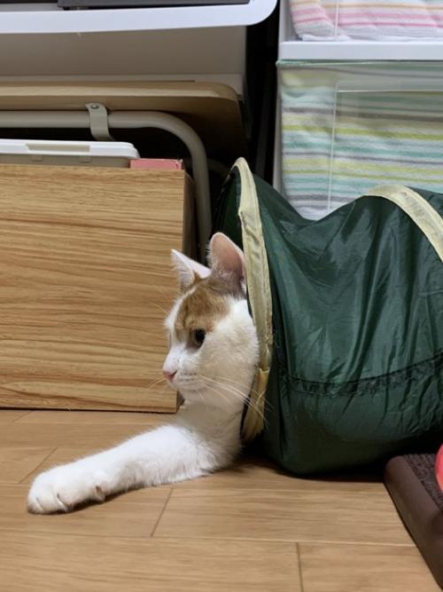 トンネルの入り口から顔を出す猫