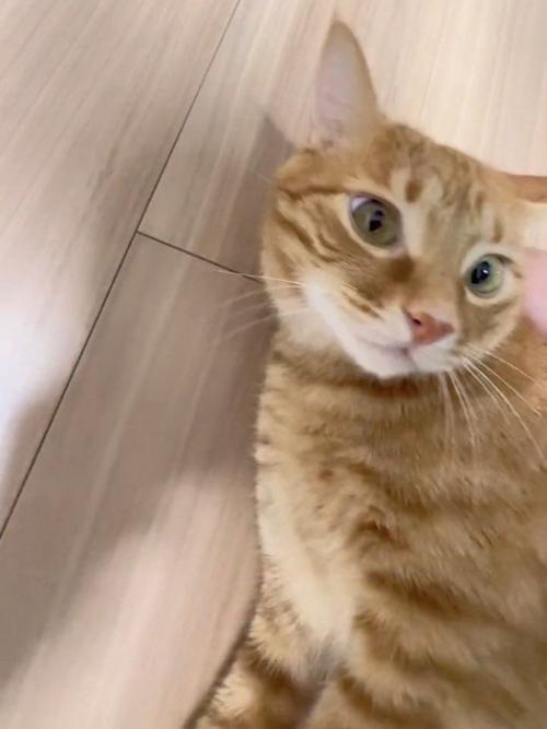 顔をあげる猫