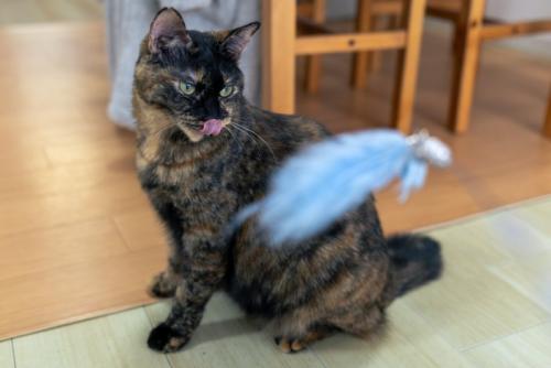 サビ猫