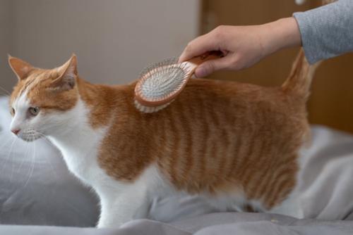 猫のブラッシング