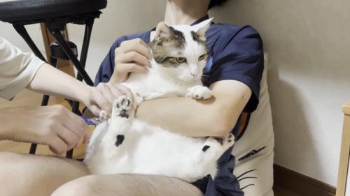 白黒猫ちゃん