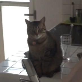 水が飲みたい猫→シンクの横に座り、飼い主をじっと見つめて…たまらなく可愛い行動に「もうニヤニヤしてしまった」「なんて甘えっ子さん」の声
