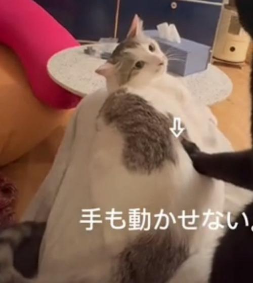 目をそらさない猫