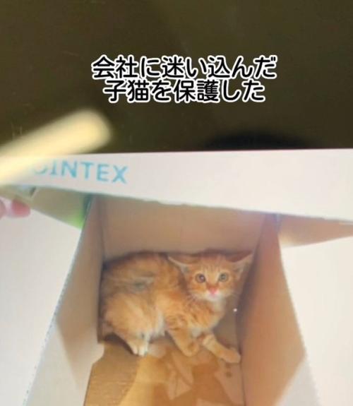 箱の奥で怯える子猫