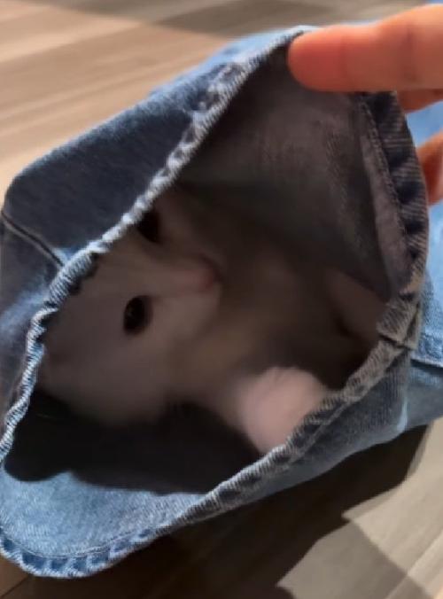 ズボンに隠れる猫