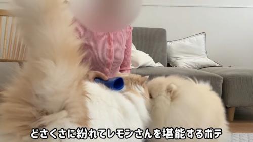どさくさに紛れて