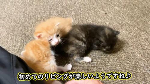 楽しそう