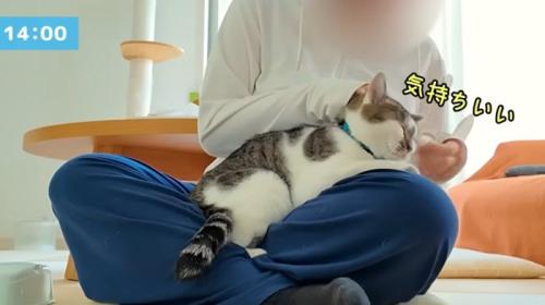 耳かきをされている猫
