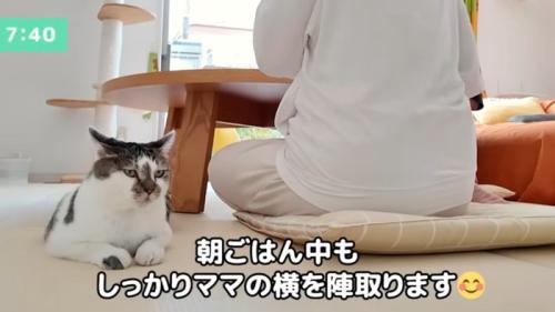 女性の隣に座っている猫