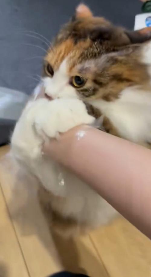 手袋に飛びつく